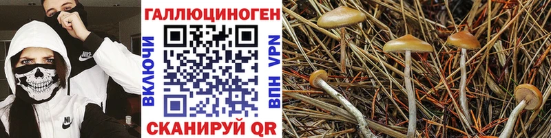 наркотики  Краснослободск  Галлюциногенные грибы Psilocybine cubensis 